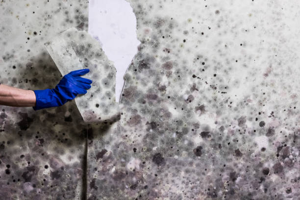 Best Preventive Mold Services in Raeford, NC